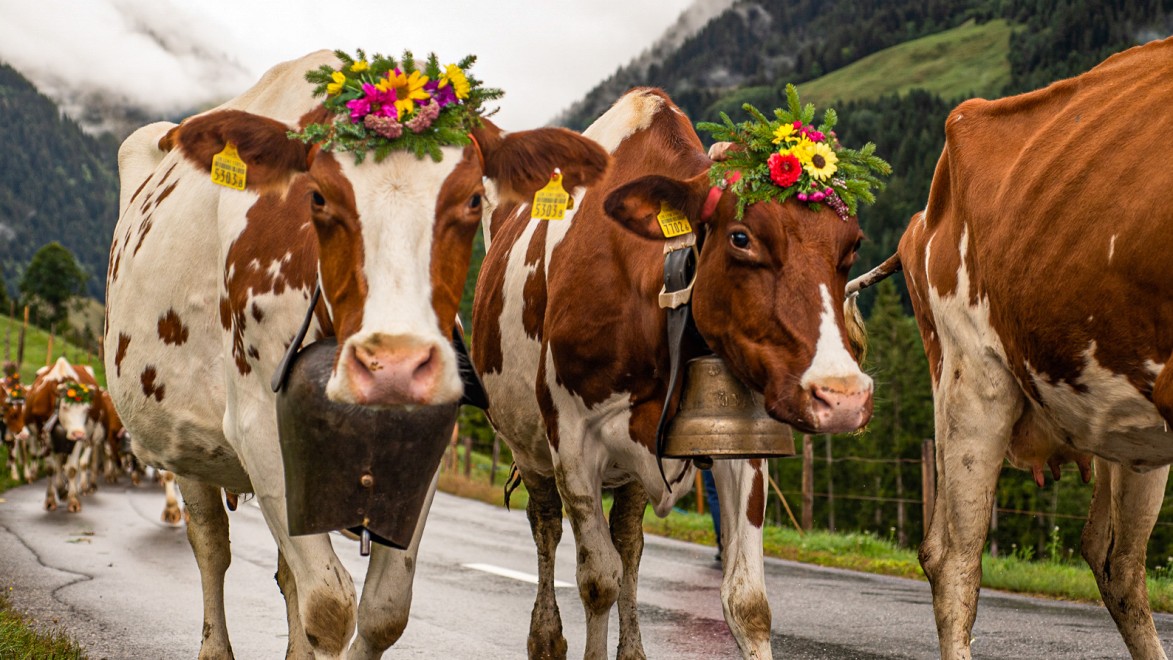 transhumance of Alpine cows crowned with flowers