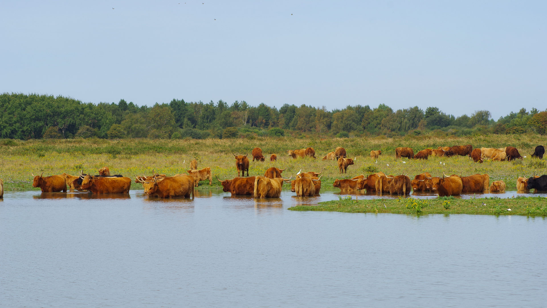 Highland cattle taking a bath in a marsh of the Somme Bay