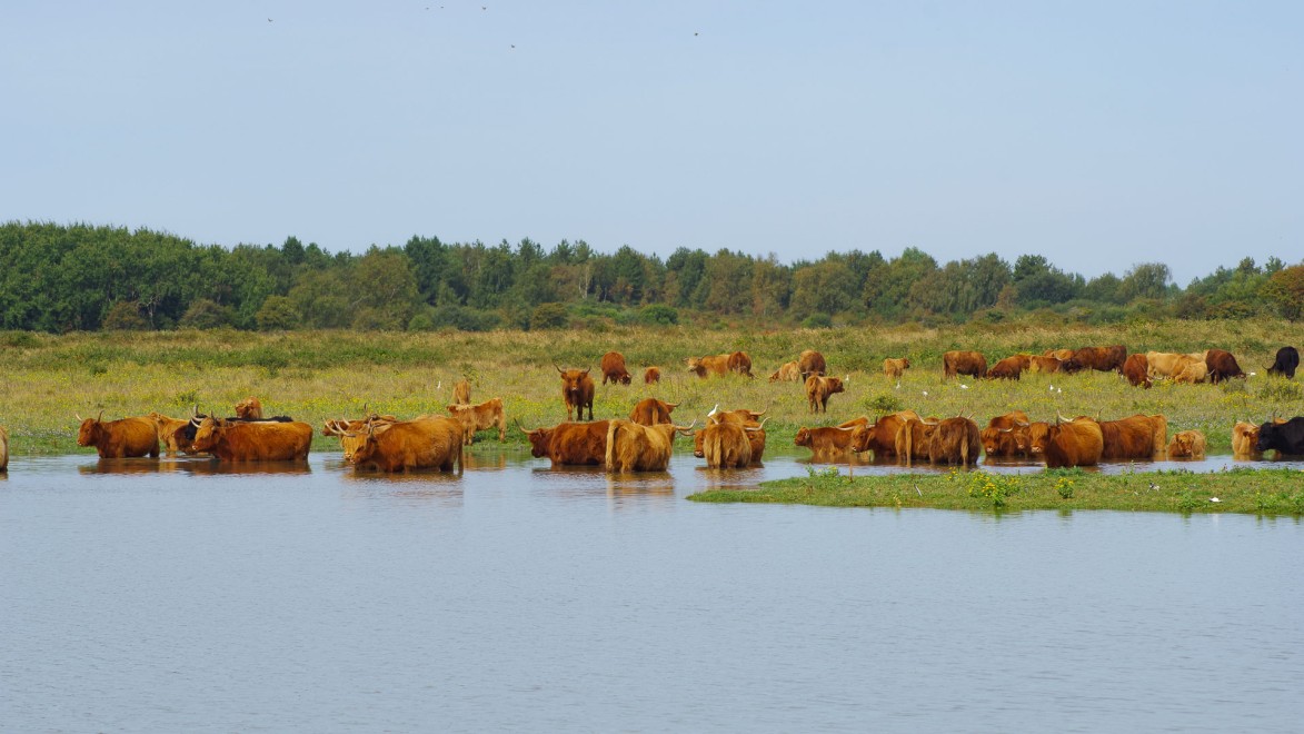 Highland cattle taking a bath in a marsh of the Somme Bay