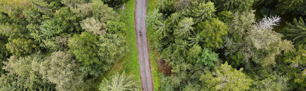 gravel bike in Jura forest France
