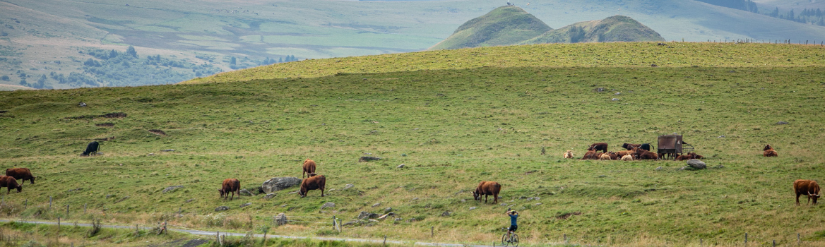 Man riding a gravel bike on a small road surrounded by mountain pastures in the Cantal region