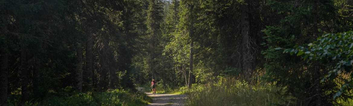 Forest bathing in french jura