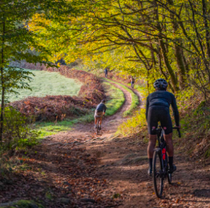 Forest bathing in french Morvan