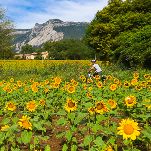 cycliste dans la Drôme derrière un champs de tournesol